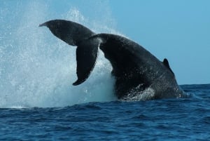 Cabo San Lucas: 2-Hour Whale Watching Adventure