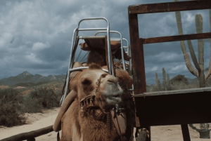 Cabo San Lucas: Amazing Camel Adventure on the Beach