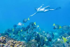 Cabo San Lucas Arch and Snorkeling, Playa Pelicano, Playa del Amor