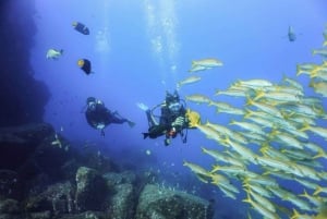 Cabo San Lucas Bay: SCUBA Dive x2 Tanks