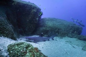 Cabo San Lucas Bay: SCUBA Dive x2 Tanks