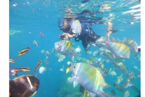 Cabo San Lucas: Excursión de snorkel en grupo reducido Beach Hopper