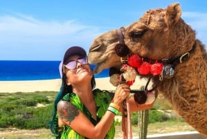 Cabo San Lucas: Paseo en camello por la playa