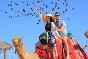 Cabo San Lucas: Paseo en camello por la playa