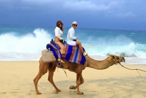 Cabo San Lucas: Paseo en camello por la playa