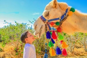 Cabo San Lucas: Excursión Safari en Camello con Comida y Tequila
