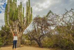 Cabo San Lucas: Excursión Safari en Camello con Comida y Tequila