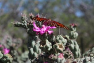 Cabo San Lucas: Candelaria Razor Tour and Tequila Tasting