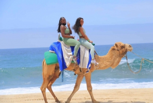Cabo San Lucas: Combo Camel Ride & Off-Road UTV Adventure