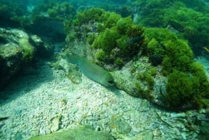 Corredor de Cabo San Lucas: Buceo x2 Tanques