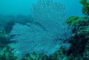 Corredor de Cabo San Lucas: Buceo x2 Tanques