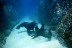 Cabo San Lucas: Discover Scuba Diving Experience