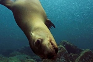 Cabo San Lucas: Discover Scuba Diving Experience