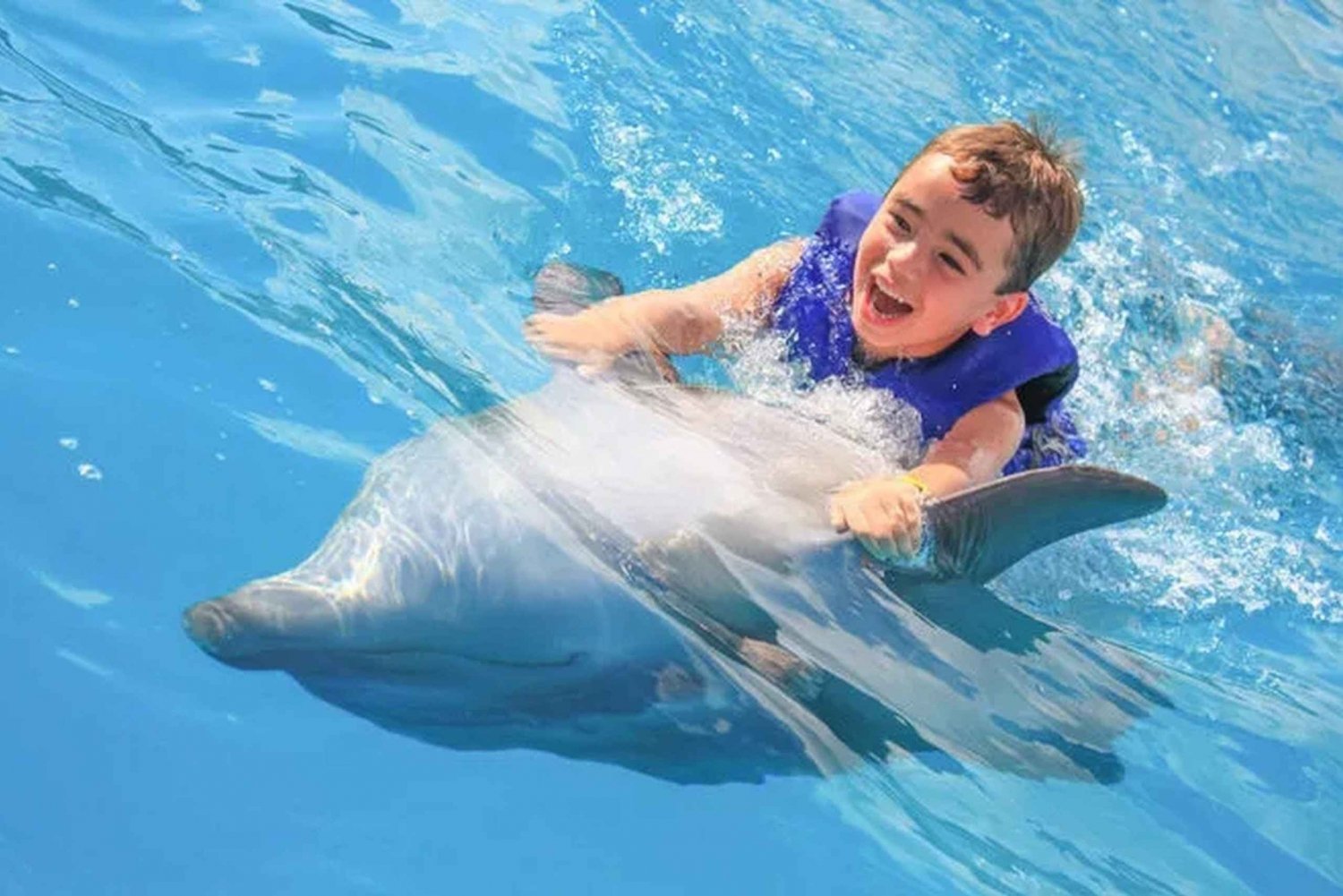 Cabo San Lucas: Clase de Nado con Delfines con Especialista Marino