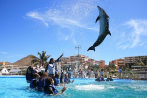 Cabo San Lucas: Dolphin Swim Class with Marine Specialist