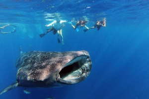 Cabo San Lucas: Full-Day Whale Shark Swimming Experience