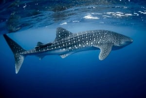Cabo San Lucas: Full-Day Whale Shark Swimming Experience