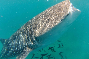 Cabo San Lucas: Full-Day Whale Shark Swimming Experience