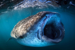 Cabo San Lucas: Full-Day Whale Shark Swimming Experience