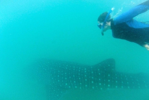 Cabo San Lucas: Full-Day Whale Shark Swimming Experience