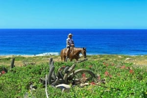 Cabo San Lucas: Experiencia de montar a caballo en la playa