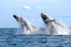 Cabo San Lucas: Luxury Catamaran Whale Watching Experience