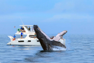 Cabo San Lucas: Experiencia de Avistamiento de Ballenas en Catamarán de Lujo