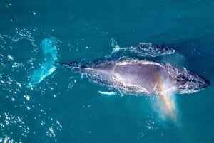 Cabo San Lucas: Experiencia de Avistamiento de Ballenas en Catamarán de Lujo