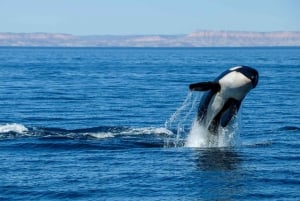 Cabo San Lucas: Experiencia de Avistamiento de Ballenas en Catamarán de Lujo