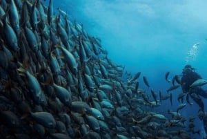 Cabo San Lucas: Inmersión en la Reserva Marina