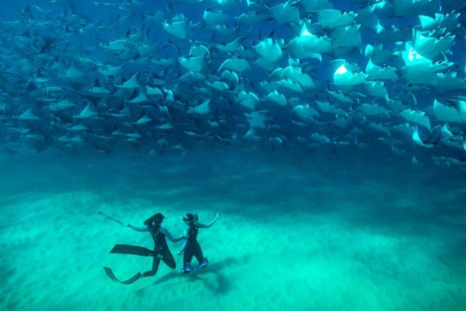 Cabo San Lucas: Esnórquel en mar abierto