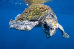 Cabo San Lucas: Open Ocean Snorkel