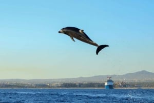 Cabo San Lucas: Open Ocean Snorkel