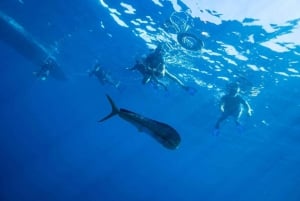 Cabo San Lucas: Open Ocean Snorkel