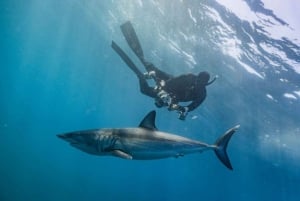 Cabo San Lucas: Excursión de snorkel con tiburones pelágicos