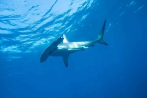 Cabo San Lucas: Excursión de snorkel con tiburones pelágicos