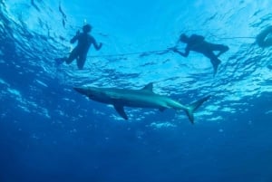 Cabo San Lucas: Excursión de snorkel con tiburones pelágicos