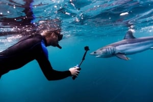 Cabo San Lucas: Excursión de snorkel con tiburones pelágicos