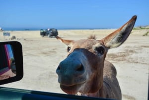 Cabo San Lucas: Tour Privado en Jeep a Cabo Pulmo y Snorkel