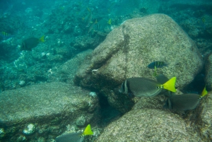 Cabo San Lucas: Tour Privado en Jeep a Cabo Pulmo y Snorkel