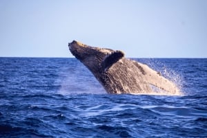 Cabo San Lucas: Private Whale Watching Yacht Excursion