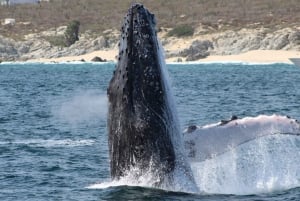 Cabo San Lucas: Private Whale Watching Yacht Excursion