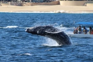 Cabo San Lucas: Private Whale Watching Yacht Excursion