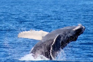 Cabo San Lucas: Private Whale Watching Yacht Excursion