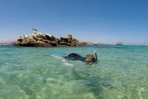 Cabo San Lucas: Experiencia de snorkel en los arrecifes