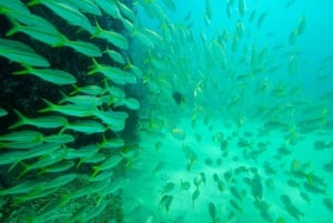 Cabo San Lucas: Experiencia de snorkel en los arrecifes