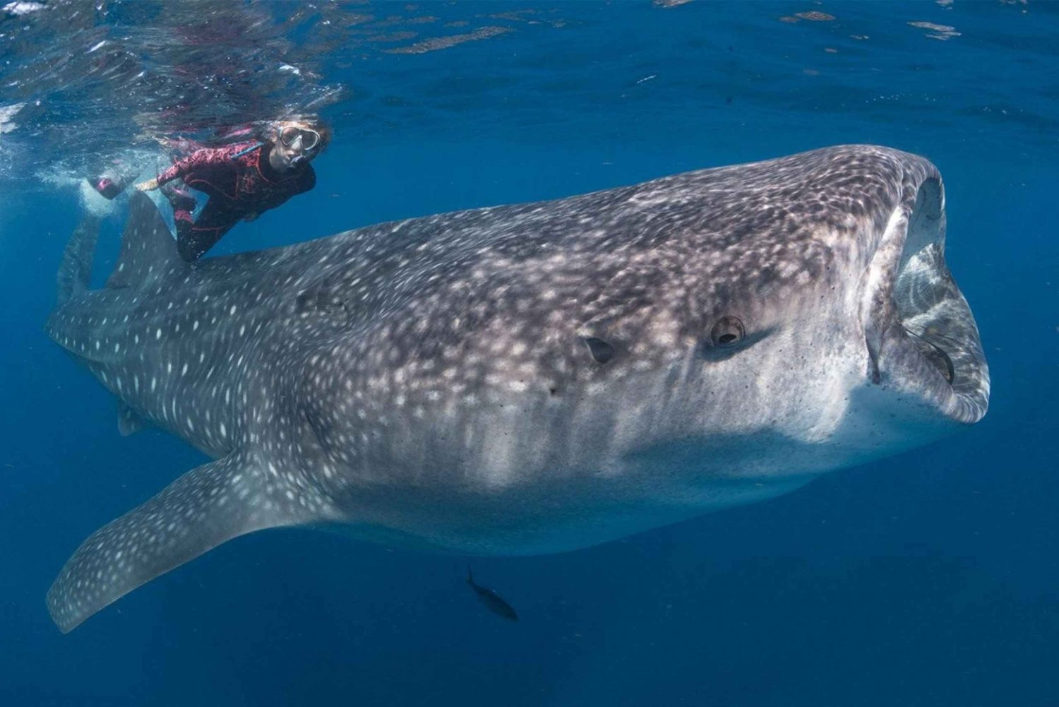 Cabo San Lucas: Snorkel with Whale Sharks