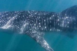 Cabo San Lucas: Esnórquel con tiburones ballena