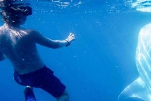 Cabo San Lucas: Esnórquel con tiburones ballena