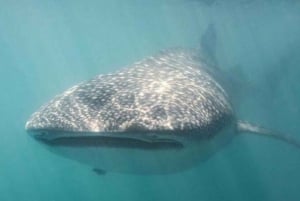 Cabo San Lucas: Esnórquel con tiburones ballena